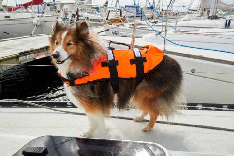 Спасательный жилет для собак и кошек